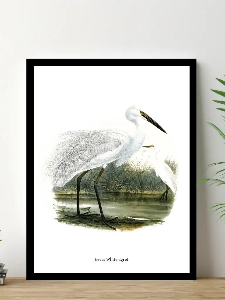 Vintage Fågel Poster - Great White Egret - Online Posters