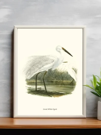 Vintage Fågel Poster - Great White Egret - Online Posters