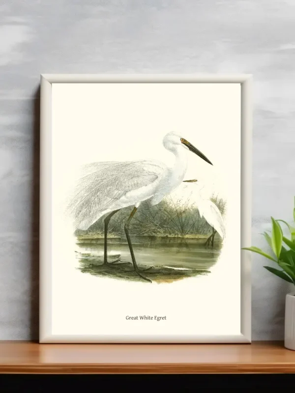 Vintage Fågel Poster – Great White Egret – Online Posters