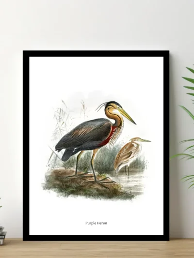 Vintage Fågel Poster - Purple Heron - Online Posters