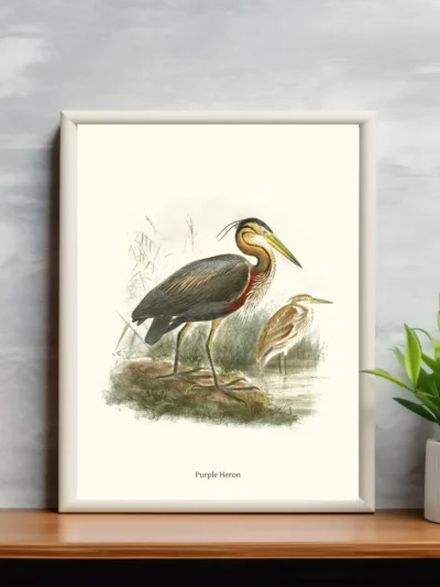 Vintage Fågel Poster - Purple Heron - Online Posters