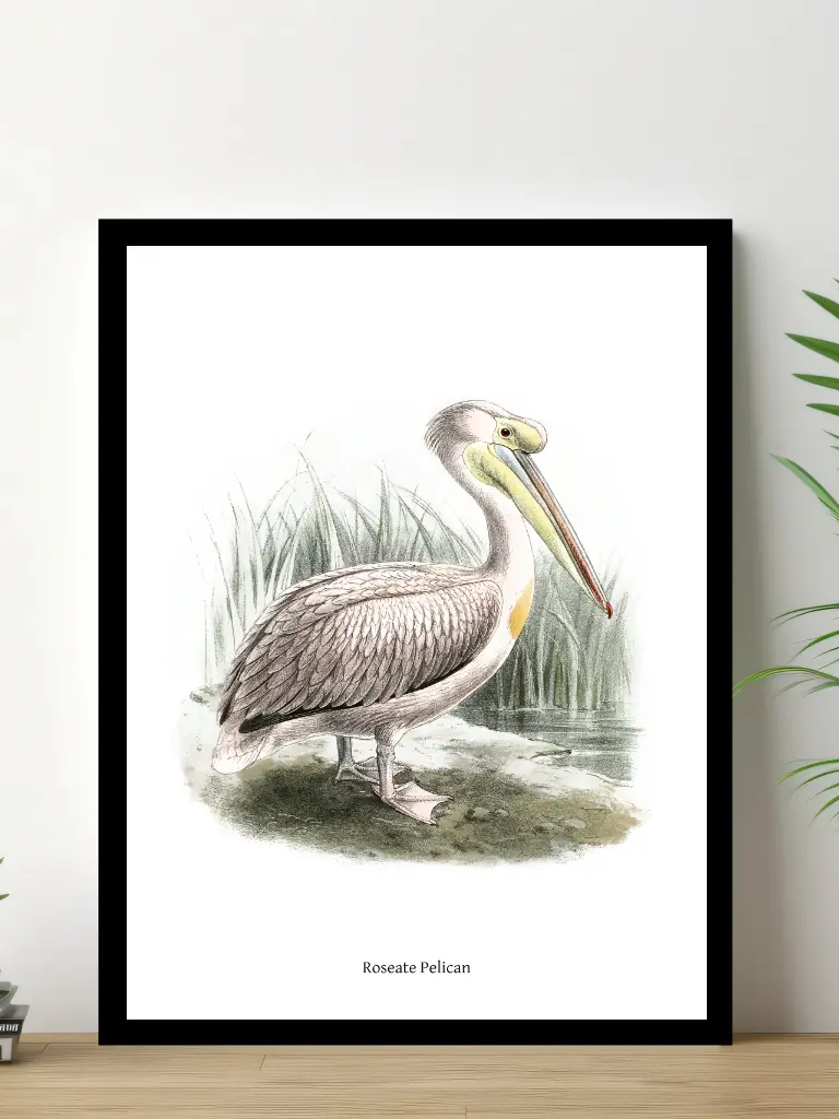 Vintage Fågel Poster - Roseate Pelican - Online Posters